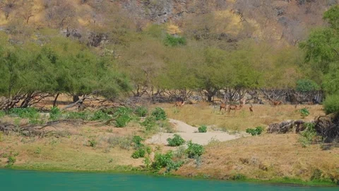Roan Antelopes Grazing by a Water Source East of Salalah, Oman Stock Footage 324769190