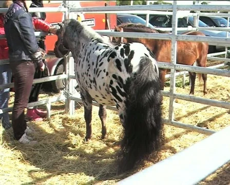 Roan pony  Stock Footage 84943