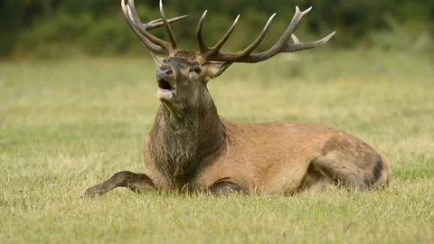 The roar of the deer 库存影片 134691393