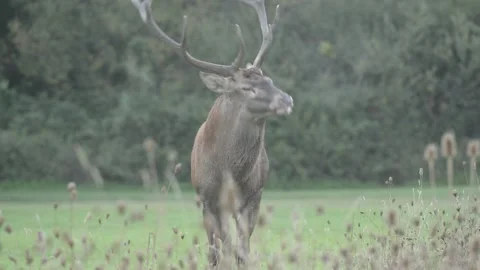 Roar of the deer 库存影片 162739294