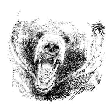 Roaring bear. Bear head. Wild bear. Brown bear head. Illustrazione stock