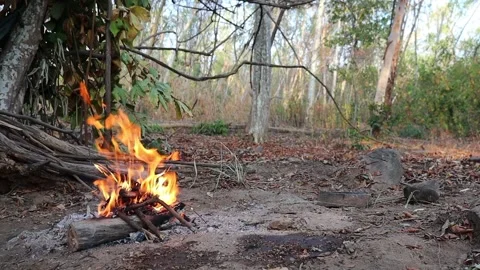 Roaring bonfire in the forest, camping in nature, background is blurry forest. Video stock 337286644