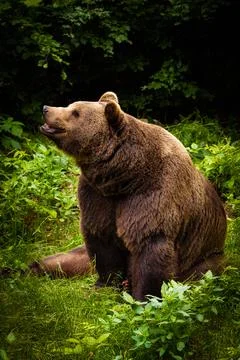 Roaring brown bear without one tooth Stock Photos
