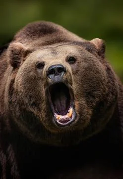 Roaring brown bear without one tooth Stock Photos