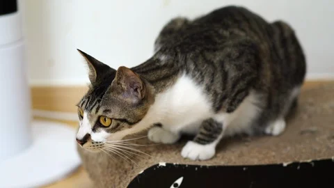 A roaring cat Stock Footage 121946247