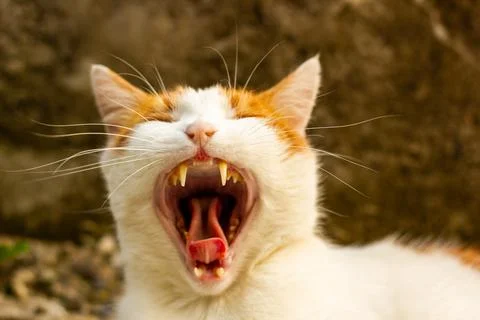 Roaring cat Stock Photos