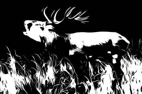 Roaring deer in the forest during the rut.. Stock Illustration