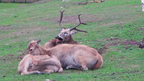 Roaring deer, herd of deer resting on green grass, close-up, 4K Stock Footage 145612727