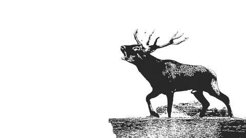 Roaring deer silhouette on a white background with space for text or messag.. Stock Illustration