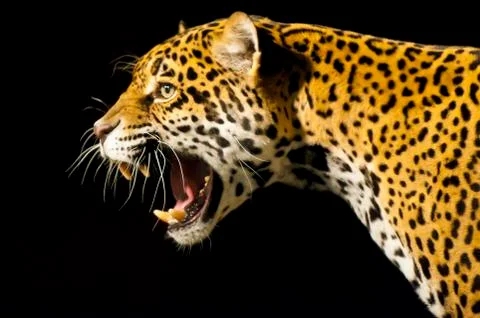 Roaring jaguar Stock Photos