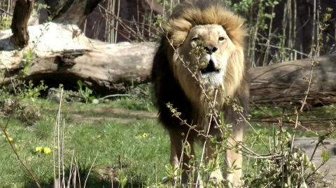 Roaring lion 스톡 동영상 808087