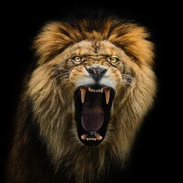 Roaring Lion Isolated on Black Background, square formate Stock Photos