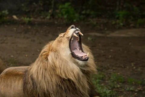 Roaring lion Stock Photos