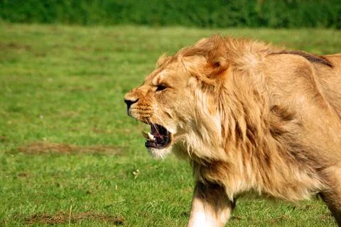 Roaring Lion Stock Photos