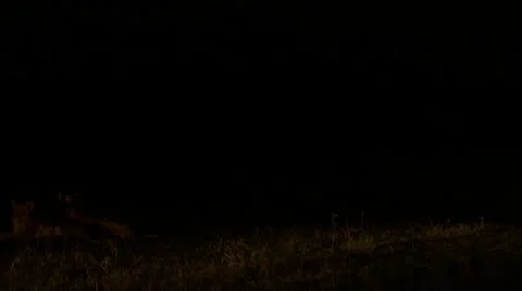 Roaring lions (sound only) Stock Footage 12654708