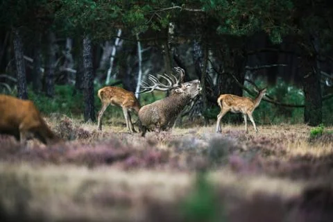 Roaring red deer stag between herd of hinds in mating season. Stock Photos