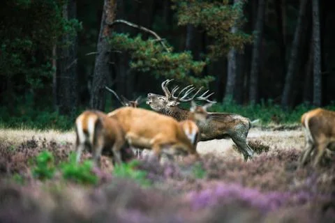 Roaring red deer stag between herd of hinds in mating season. Stock Photos