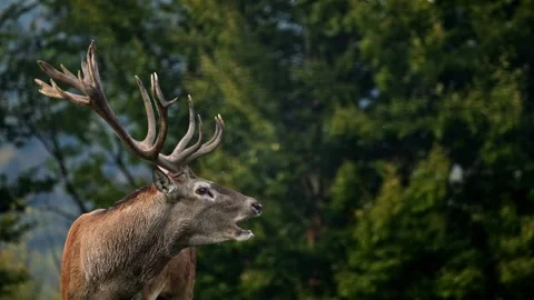 Roaring Red Deer Stag During Peak Rut – 4K Wildlife Stock-Footage 320935885