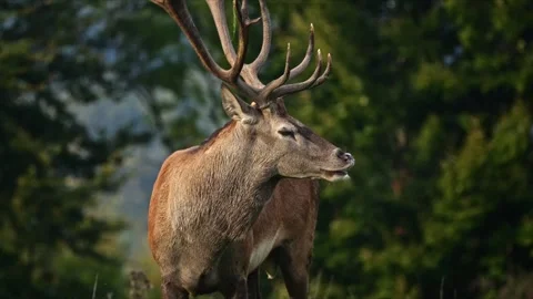 Roaring Red Deer Stag During Rut – 4K Wildlife Stock-Footage 320935904