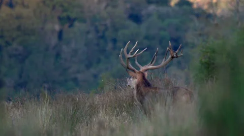 Roaring red deer stag with mountain in backround. Stock Footage 22675164