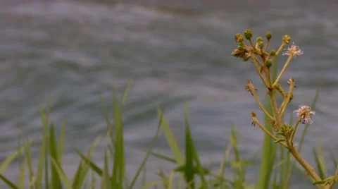 Roaring River, Jamaica Stock Footage 22159347