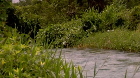 Roaring River, Jamaica Stock Footage 22159348