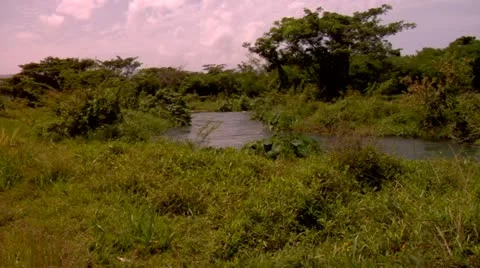 Roaring River, Jamaica Stock Footage 22159354