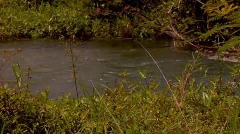 Roaring River, Jamaica Stock Footage 22159356