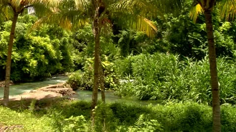 Roaring River, Jamaica Stock Footage 22159472