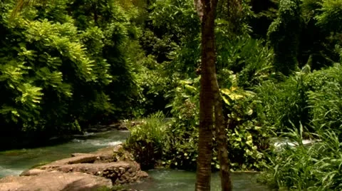 Roaring River, Jamaica Stock Footage 22159476