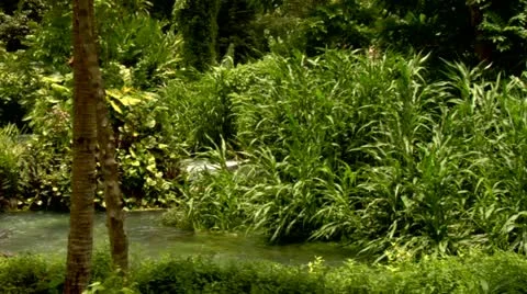 Roaring River, Jamaica Stock Footage 22159503