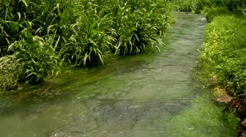 Roaring River, Jamaica Stock Footage 22159508