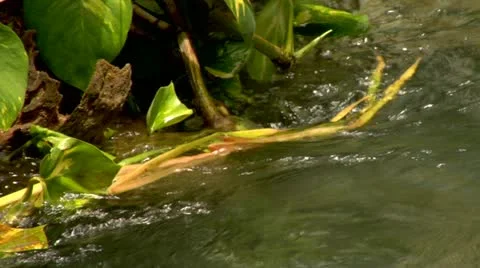 Roaring River, Jamaica Stock Footage 22159510