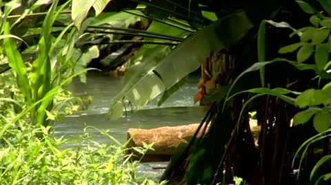 Roaring River, Jamaica Stock Footage 22159523