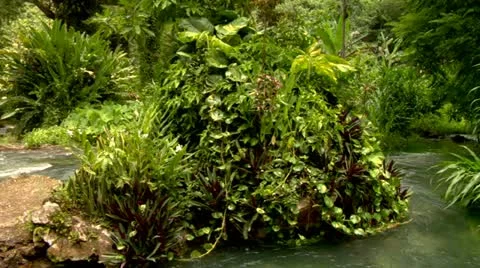Roaring River, Jamaica Stock Footage 22159524