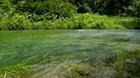 Roaring River, Jamaica, Stock Footage 22159525
