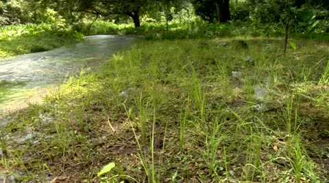 Roaring River, Jamaica Stock Footage 22159533