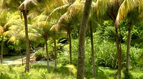 Roaring River, Jamaica Stock Footage 22159540