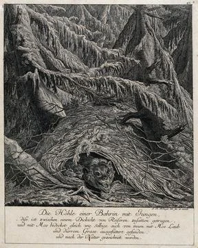 A roaring she-bear protecting her cubs in their lair in the forest. Etching.. Stock Illustration