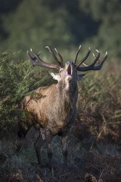 Roaring Stag  feeling randy Foto stock