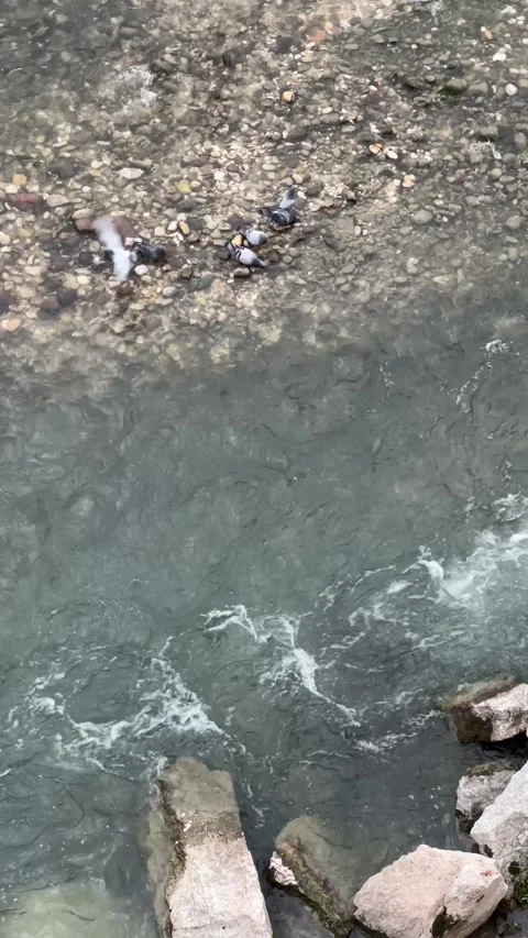 Roaring Strong River with Flying Pigeons, Nature Scene Stock Footage 243854440