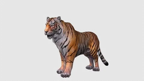 Roaring Tiger (with Alpha Channel) Stock Footage 169540697