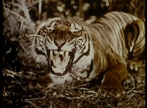 Roaring tiger in jungle Stock Footage 260250299