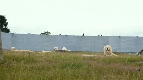 Roaring white lion in a safari park, white lions pride, overall plan, 4K Stock Footage 145180553