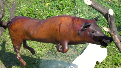 Roast a piglet Stock Footage 155266636