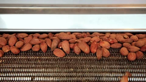Roasted almonds on the roasting machine conveyor belt. Stock Footage 143995067
