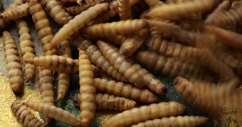 Roasted bamboo worms falling on gold painted textured surface, presenting exotic Stock Footage 313592936