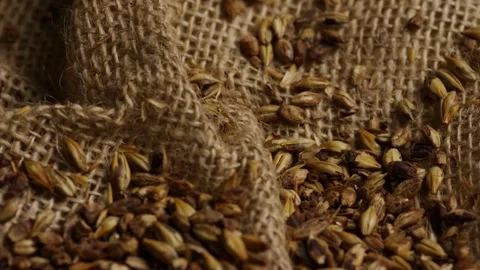 Roasted barley malt grains on rustic brown burlap cloth Stock Footage 328083915