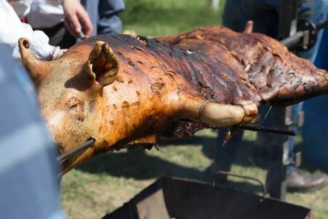 Roasted big pig. Stock Photos