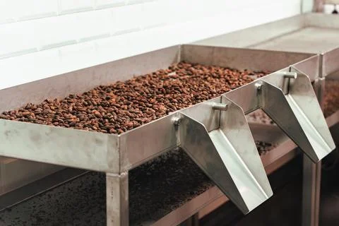 Roasted Cacao Beans Cooling On Processing Tray Foto stock
